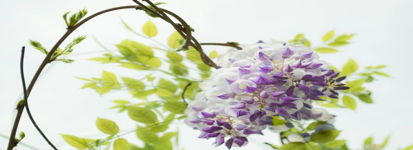 介绍公关公司的模板